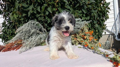 MINI SCHNAUZER (08/06) FEMALE