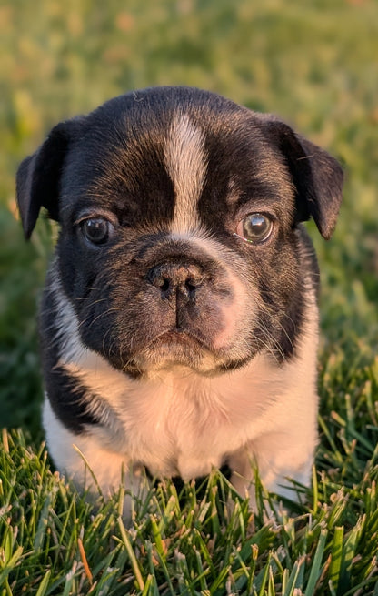 FRENCH BULLDOG (OCT 08) MALES