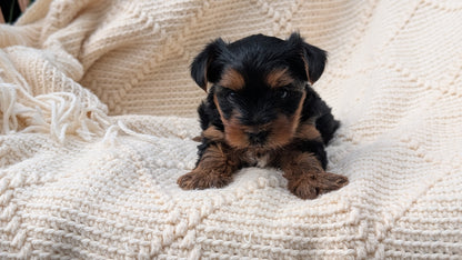YORKSHIRE TERRIER (JUN 05) MALE
