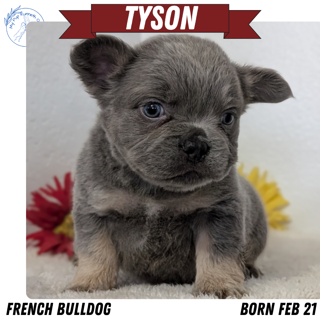 FRENCH BULLDOG (FEB 21) MALES