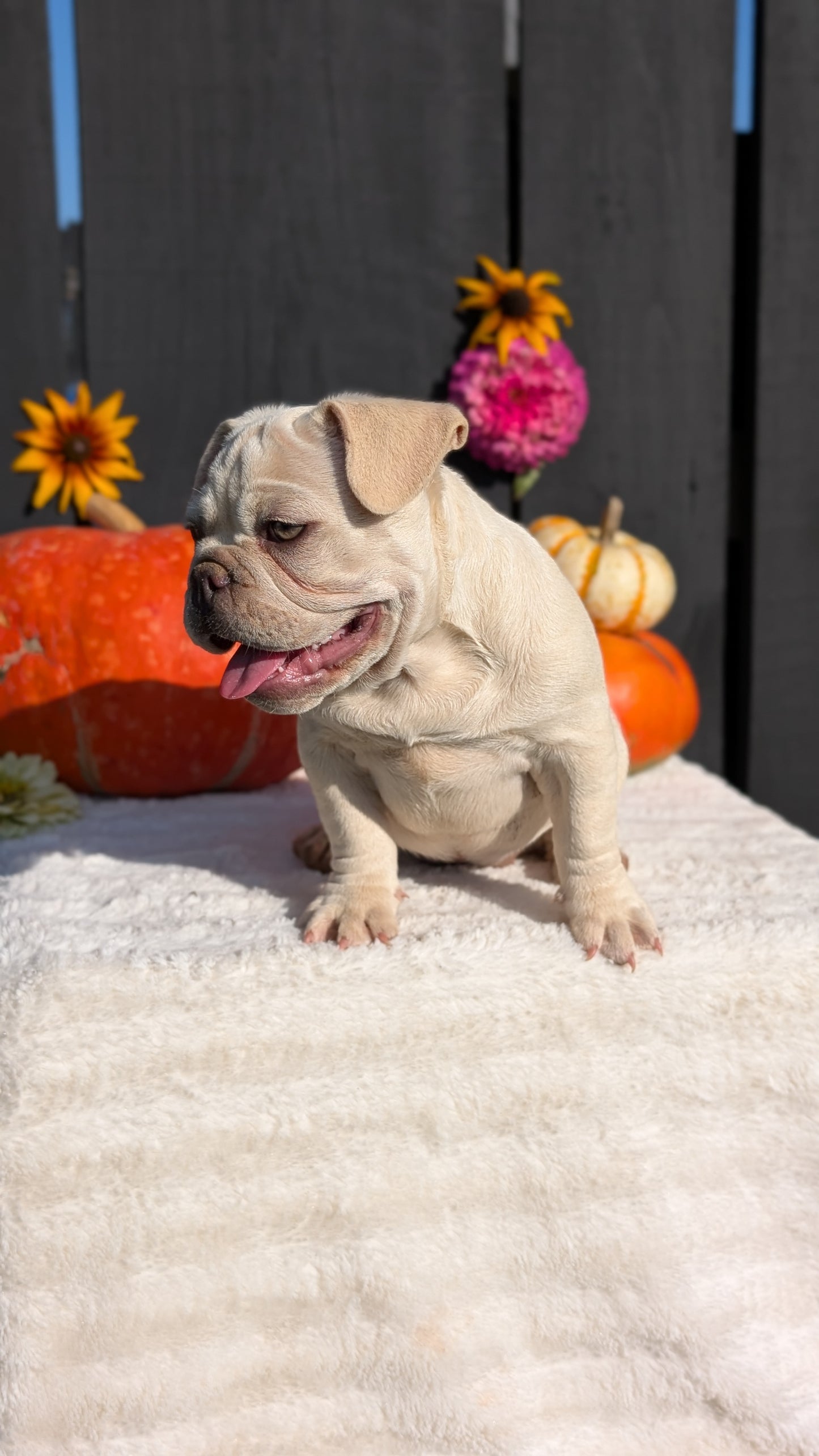 FRENCH BULLDOG (07/08) FEMALE