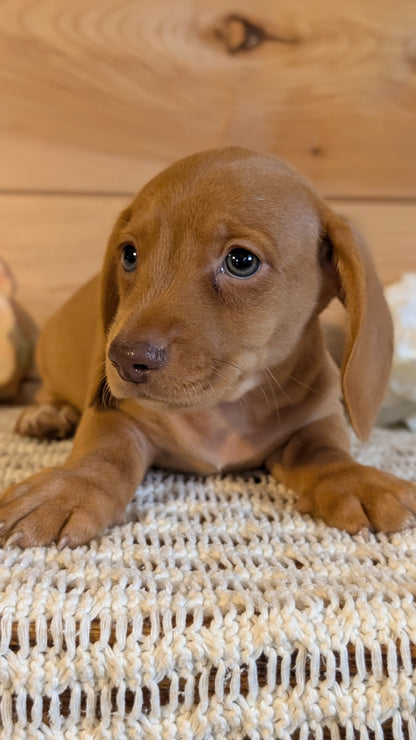 MINI DACHSHUND (JUL 30) 4 MALES/1 FEMALE