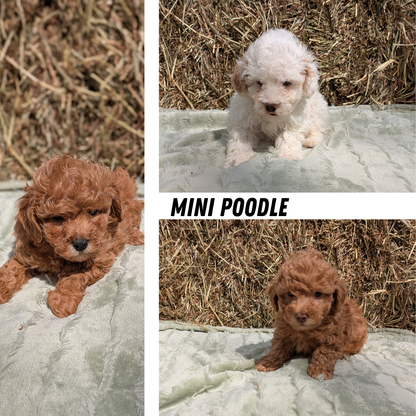 MINI POODLE (03/18) MALE