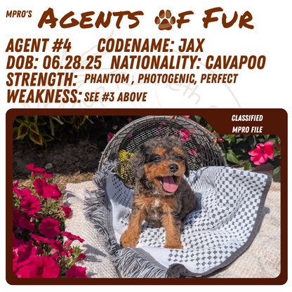 CAVAPOO (06/28) MALE