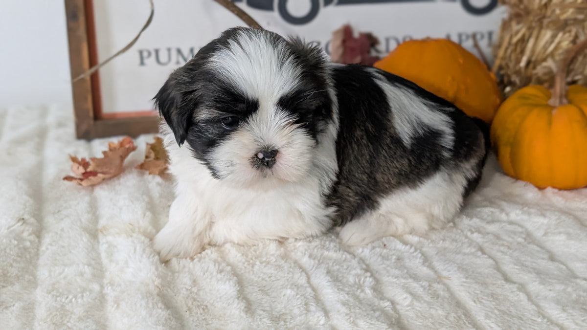 SHIH TZU (AUG 17) 2 FEMALES/3 MALES