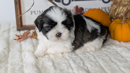 SHIH TZU (AUG 17) 2 FEMALES/3 MALES
