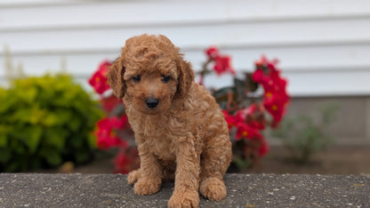 TOY POODLE (07/04) MALE