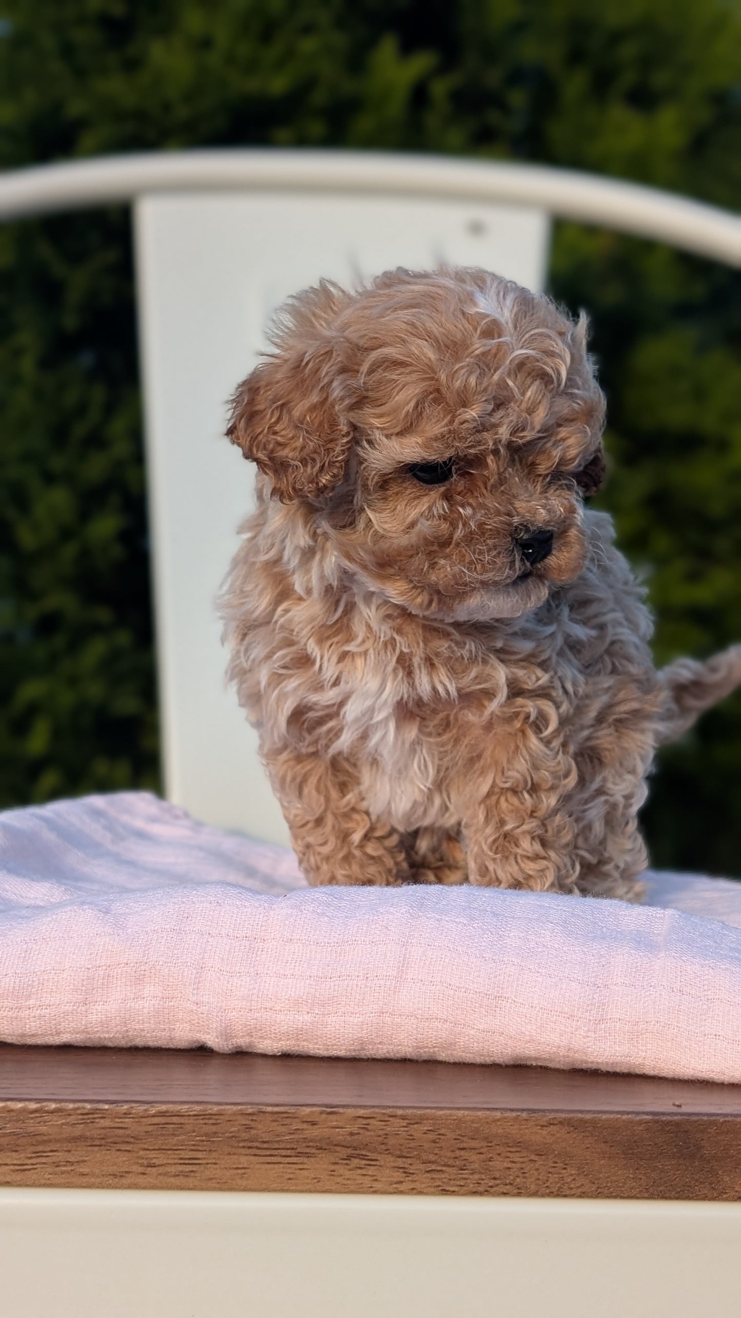 CAVAPOO (MAY 09) MALES