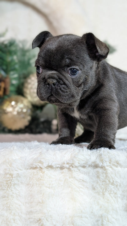 FRENCH BULLDOG (OCT 08) FEMALES