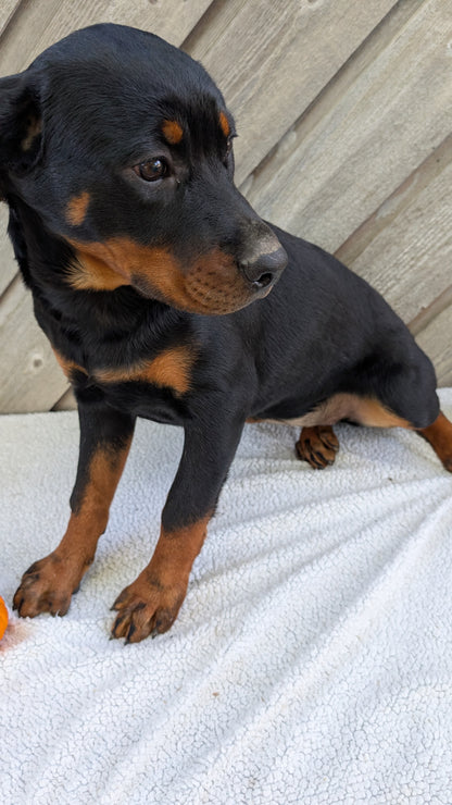 ROTTWEILER (05/28) FEMALE