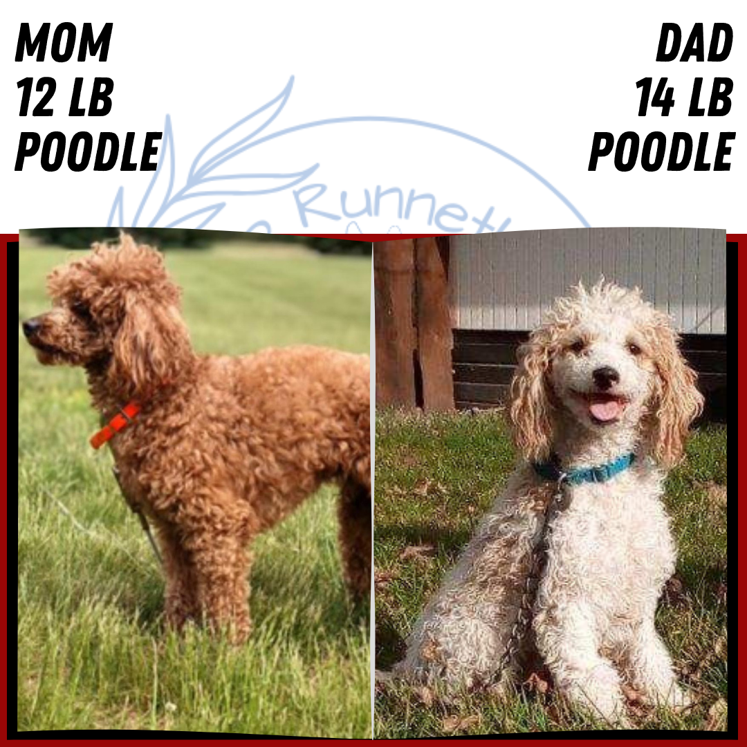 MINI POODLE (MAY 08) FEMALE