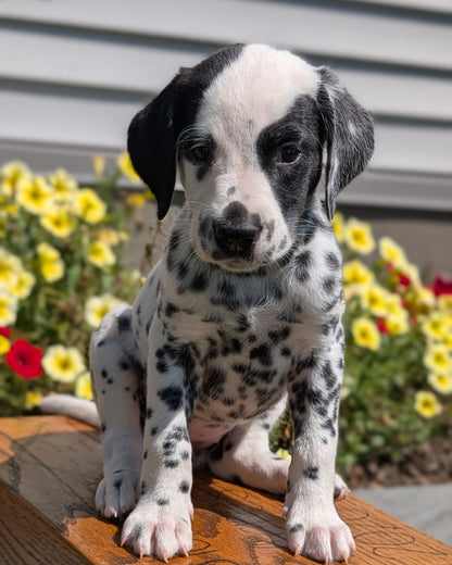 DALMATIAN (JUN 29) FEMALES