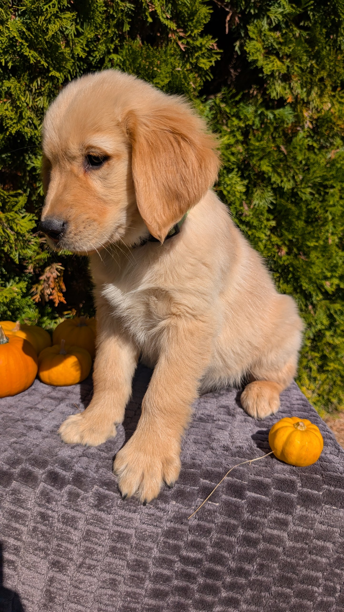GOLDEN RETRIEVER (08/14) MALE