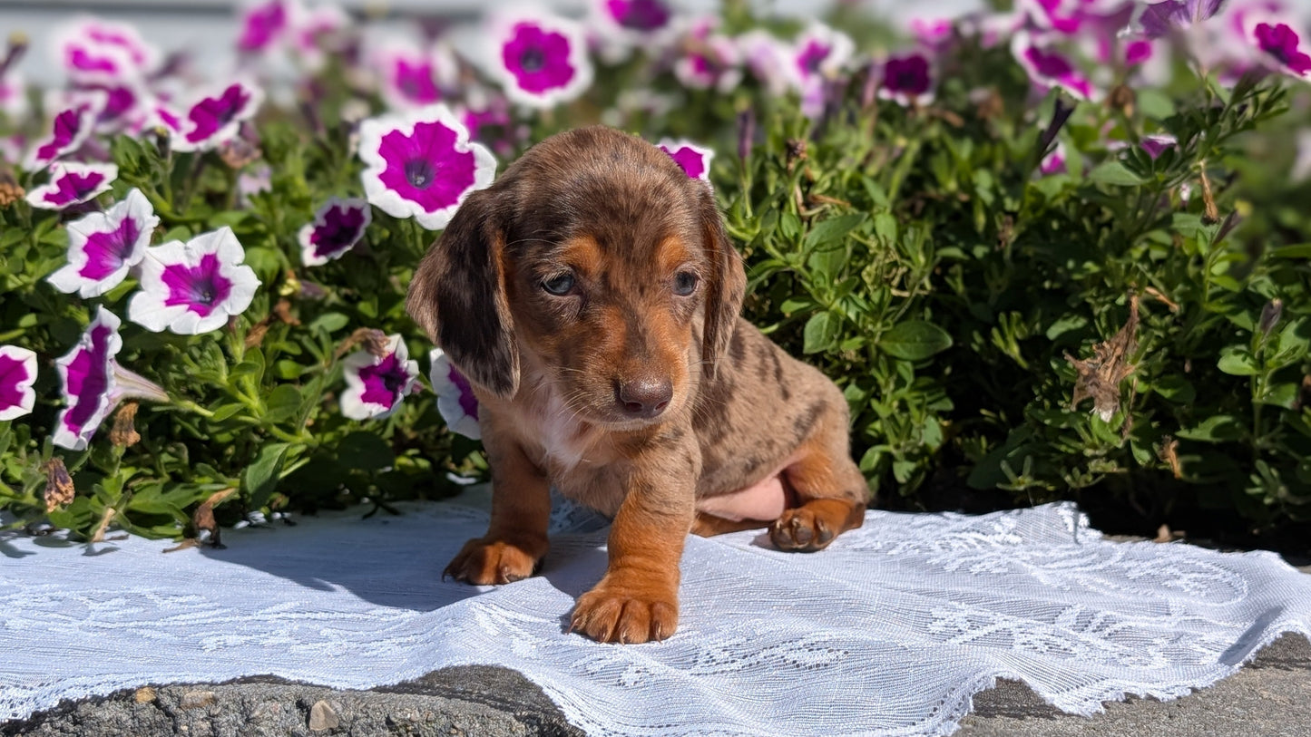 MINI DACHSHUND (08/19) FEMALE