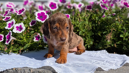 MINI DACHSHUND (08/19) FEMALE
