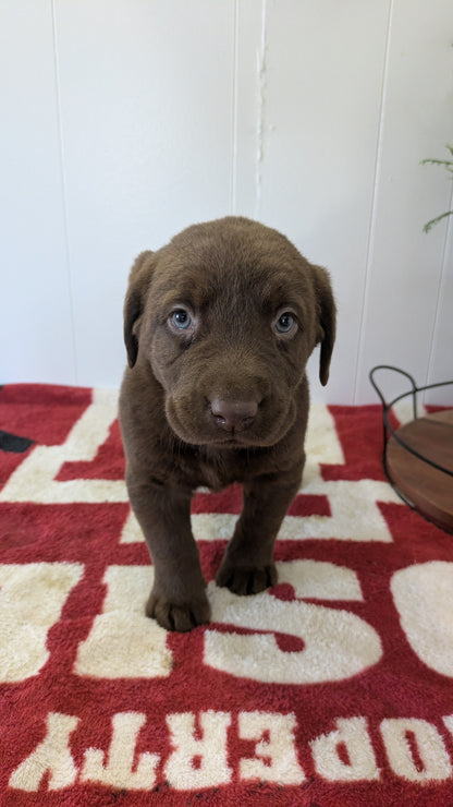 LABRADOR RETRIEVER (11/03) MALE