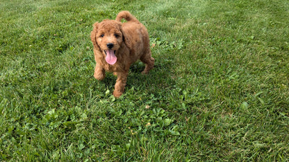 IRISH DOODLE (07/06) MALE