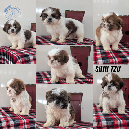 SHIH TZU (DEC 10) MALES