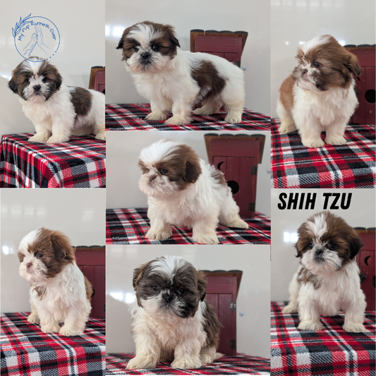 SHIH TZU (DEC 10) MALES
