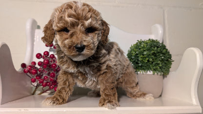 MINI POODLE (NOV 18) MALES