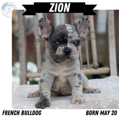 FRENCH BULLDOG (05/20) MALE