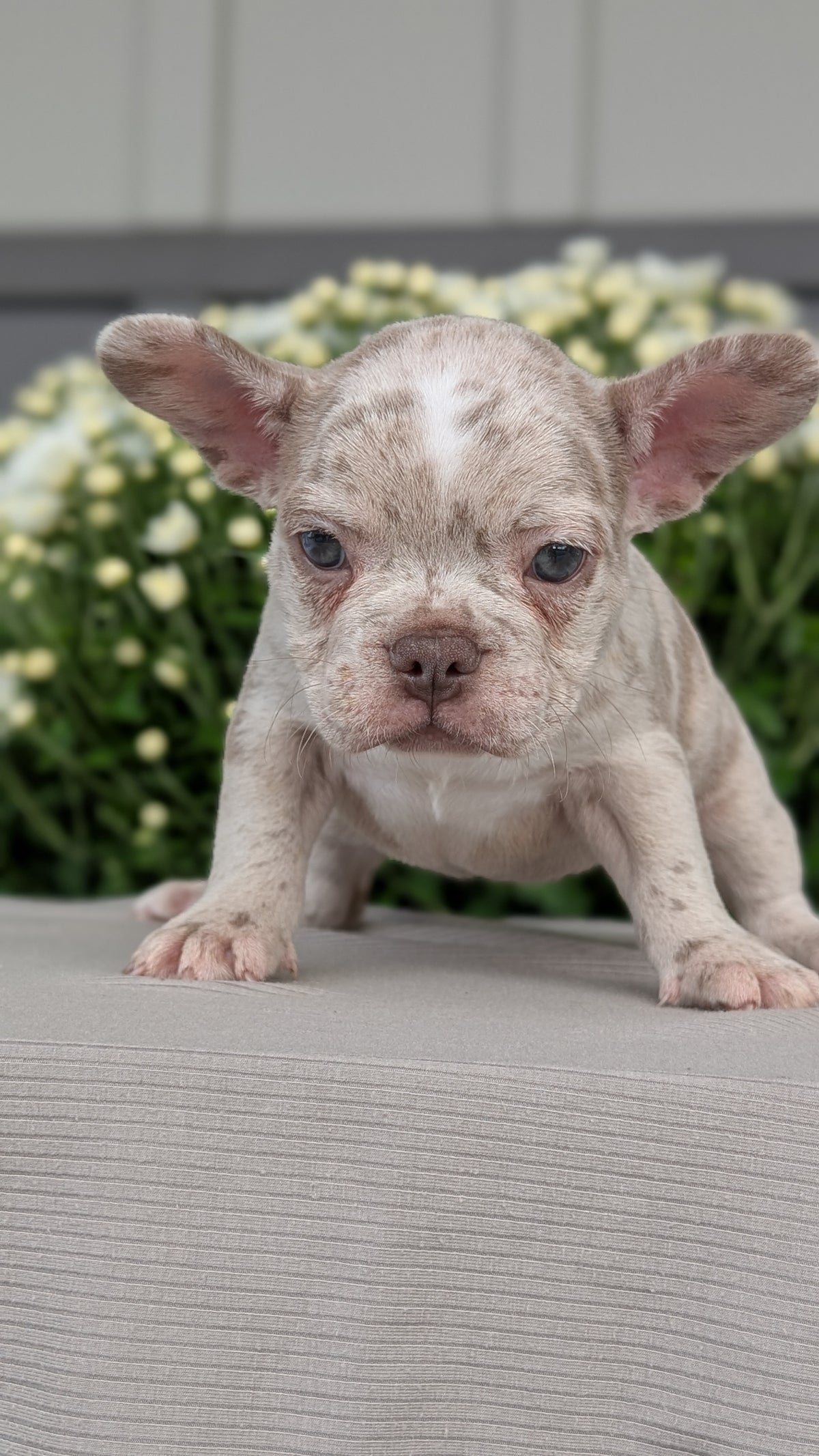 FRENCHTON (JUL 24) 1 FEMALE/1 MALE