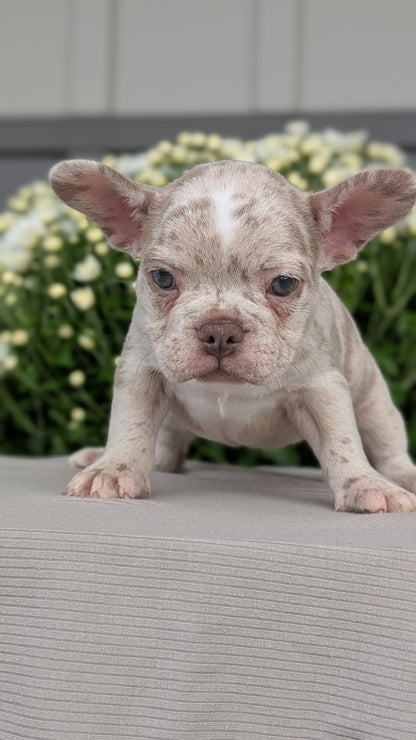FRENCHTON (JUL 24) 1 FEMALE/1 MALE