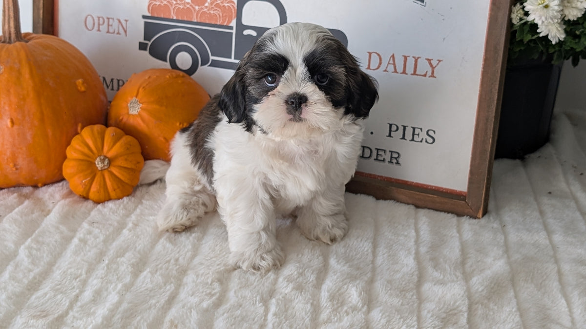 SHIH TZU (AUG 17) 2 FEMALES/3 MALES