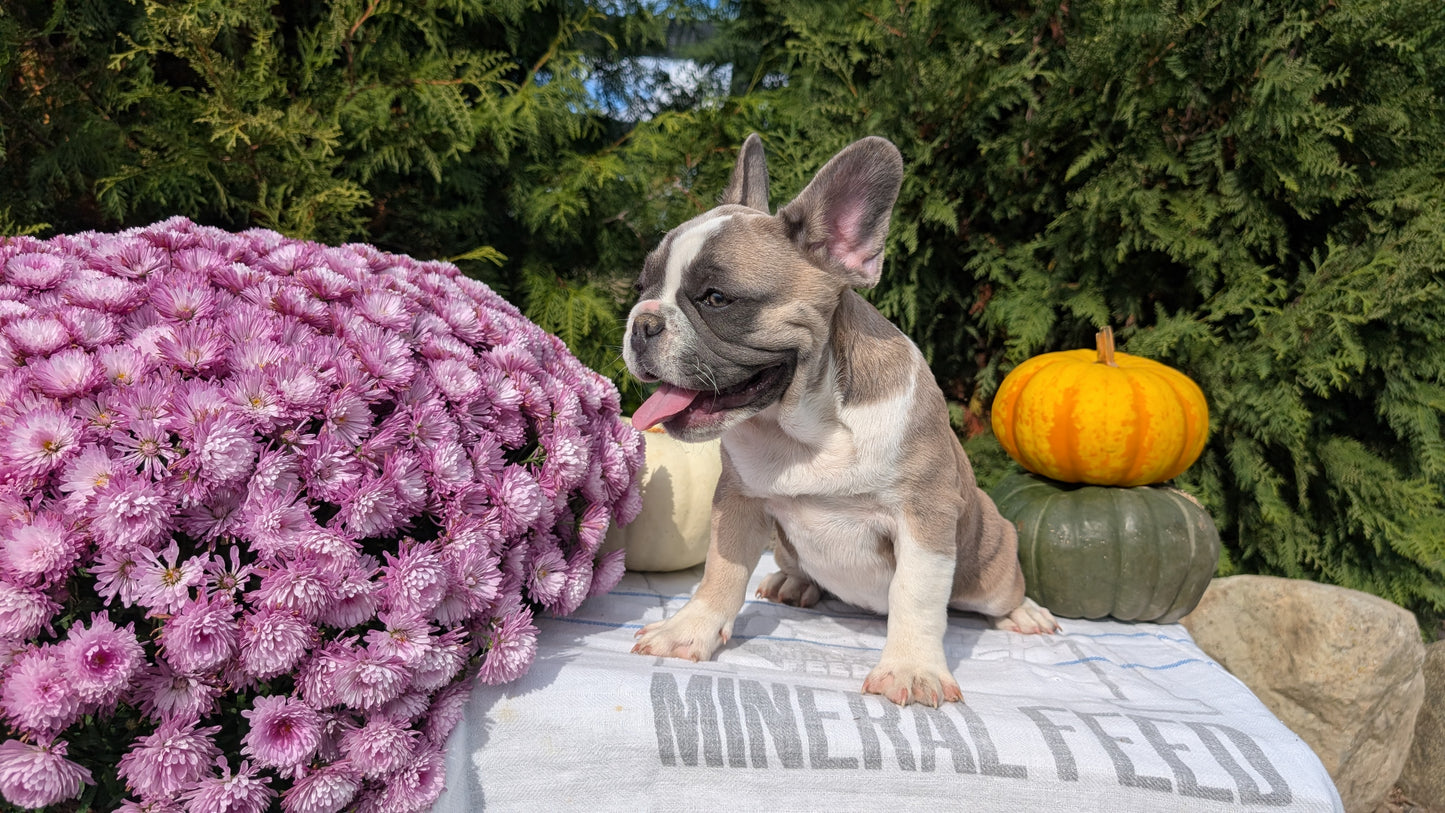 FRENCH BULLDOG (07/03) FEMALE