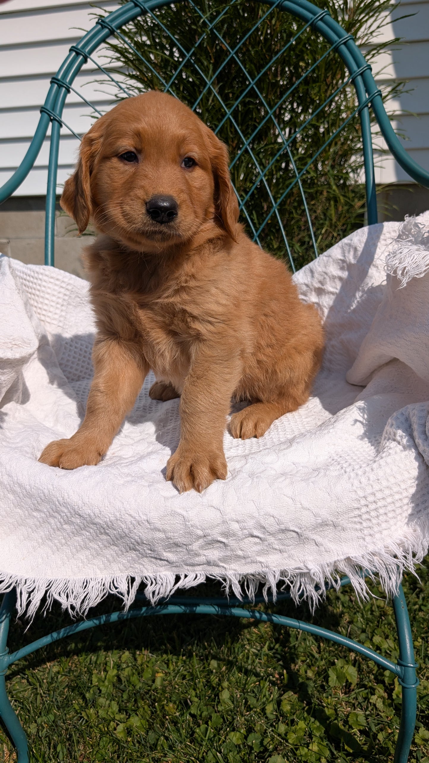 GOLDEN RETRIEVER (07/24) FEMALE