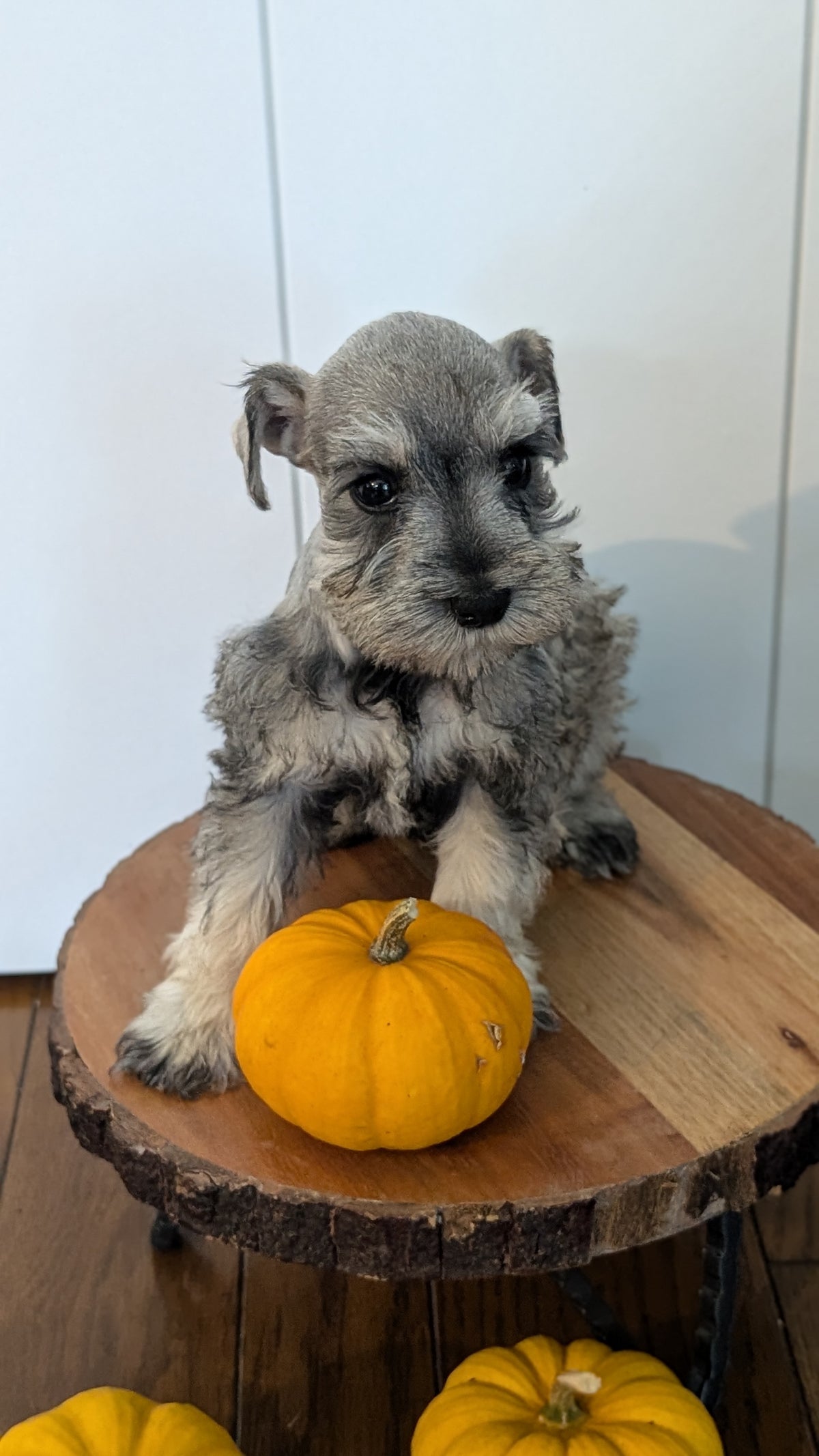 MINI SCHNAUZER (AUG 24) 8 FEMALES