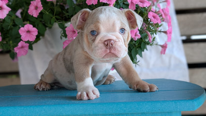 ENGLISH BULLDOG (06/30) MALE