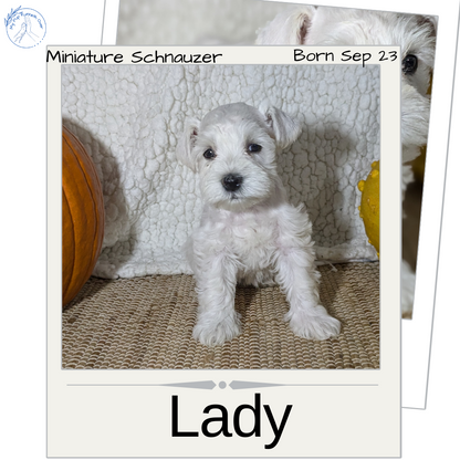 MINI SCHNAUZER (09/23) FEMALE