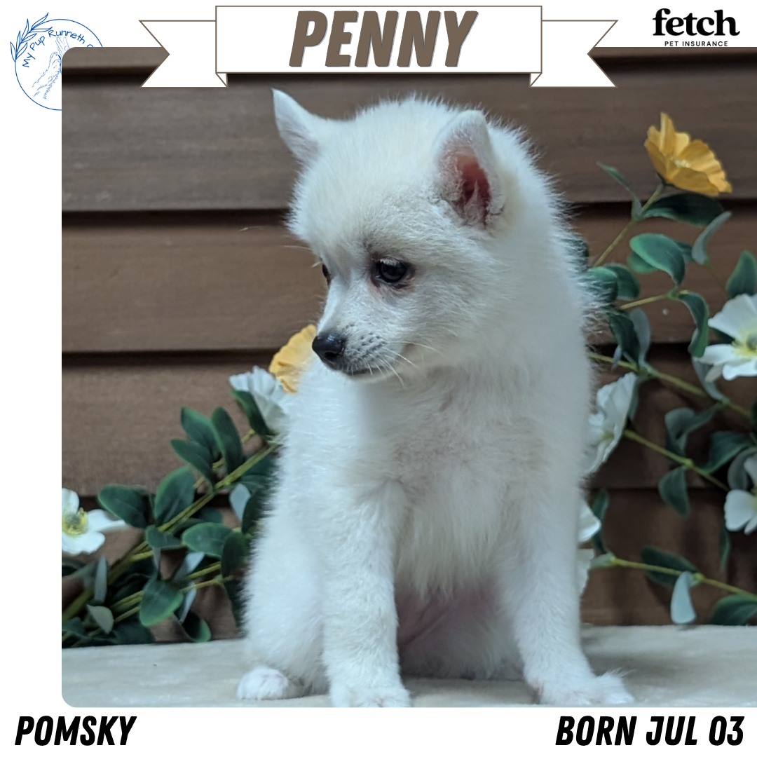 POMSKY (JUL 03) 1 MALE/3 FEMALES