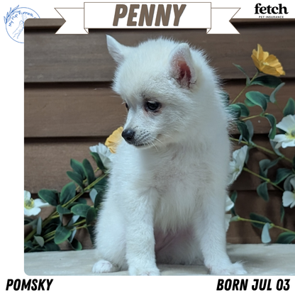 POMSKY (JUL 03) 1 MALE/3 FEMALES