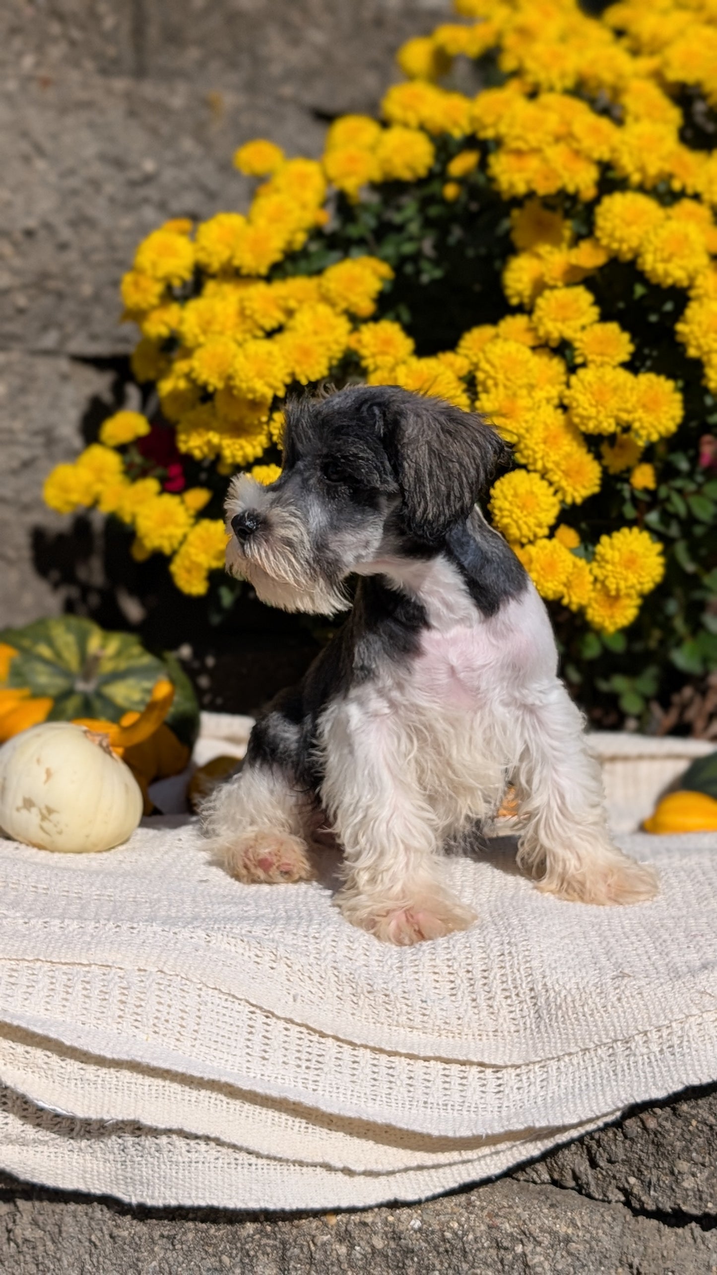 MINI SCHNAUZER (08/06) MALE