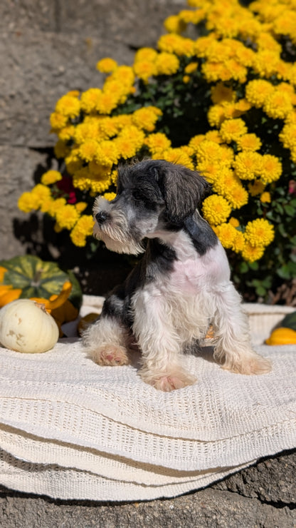MINI SCHNAUZER (08/06) MALE