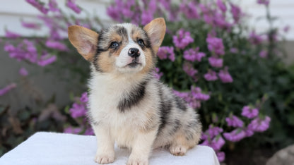 CORGI (JUN 22) MALES