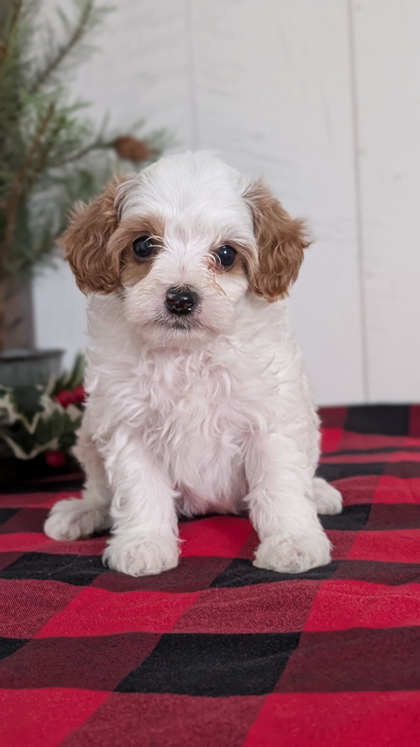 CAVAPOO (OCT 27) FEMALES