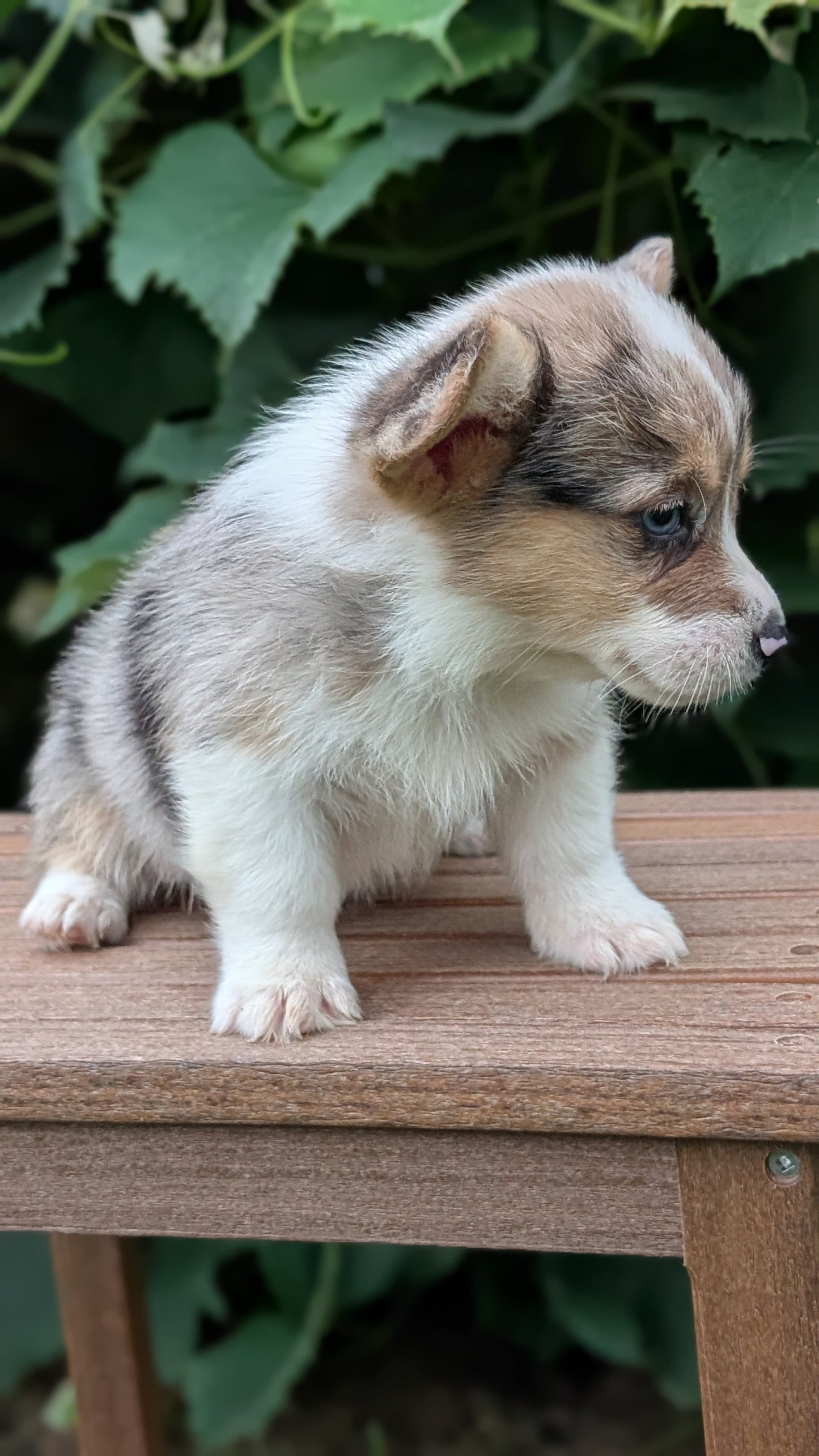 CORGI (JUN 22) MALES