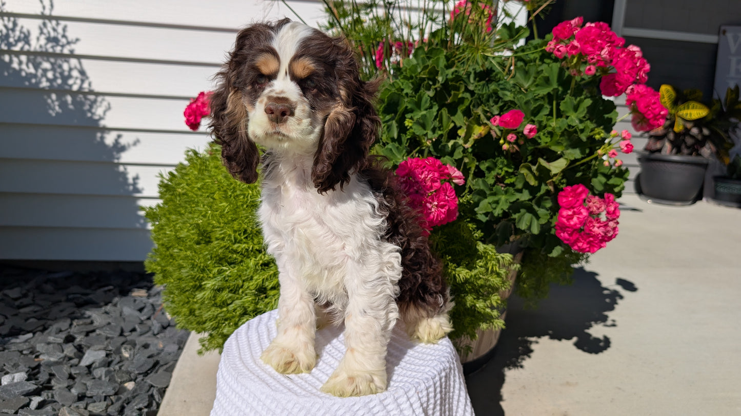 COCKER SPANIEL (07/17) MALE