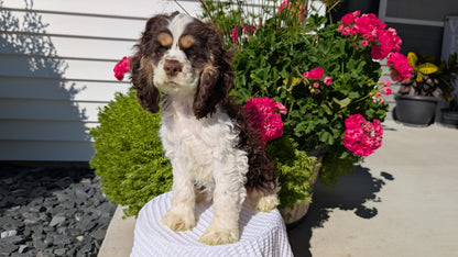 COCKER SPANIEL (07/17) MALE