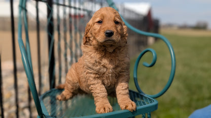 GOLDEN RETRIEVER (FEB 04) FEMALES