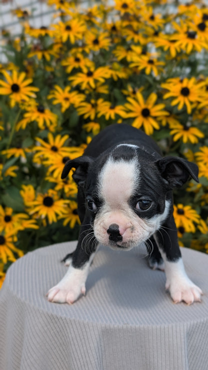 BOSTON TERRIER (JUL 11) 4 FEMALES/4 MALES