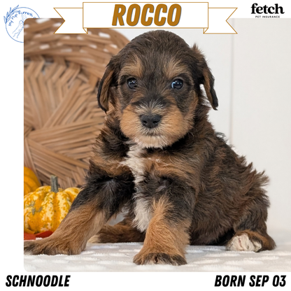 SCHNOODLE (SEP 03) 4 FEMALES/3 MALES