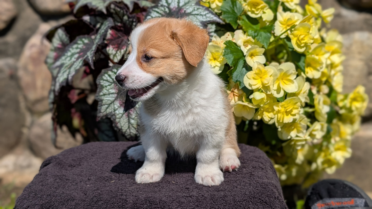 CORGI (JUL 13) 2 FEMALES/3 MALES