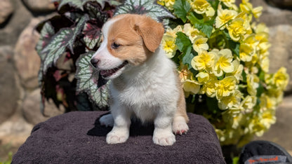 CORGI (JUL 13) 2 FEMALES/3 MALES