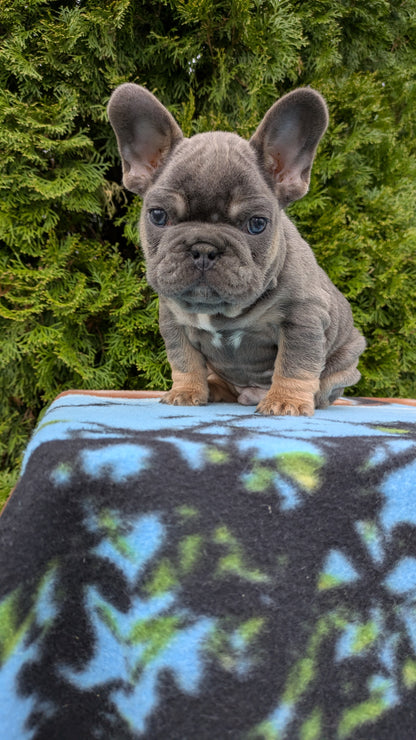 FRENCH BULLDOG (03/04) MALE