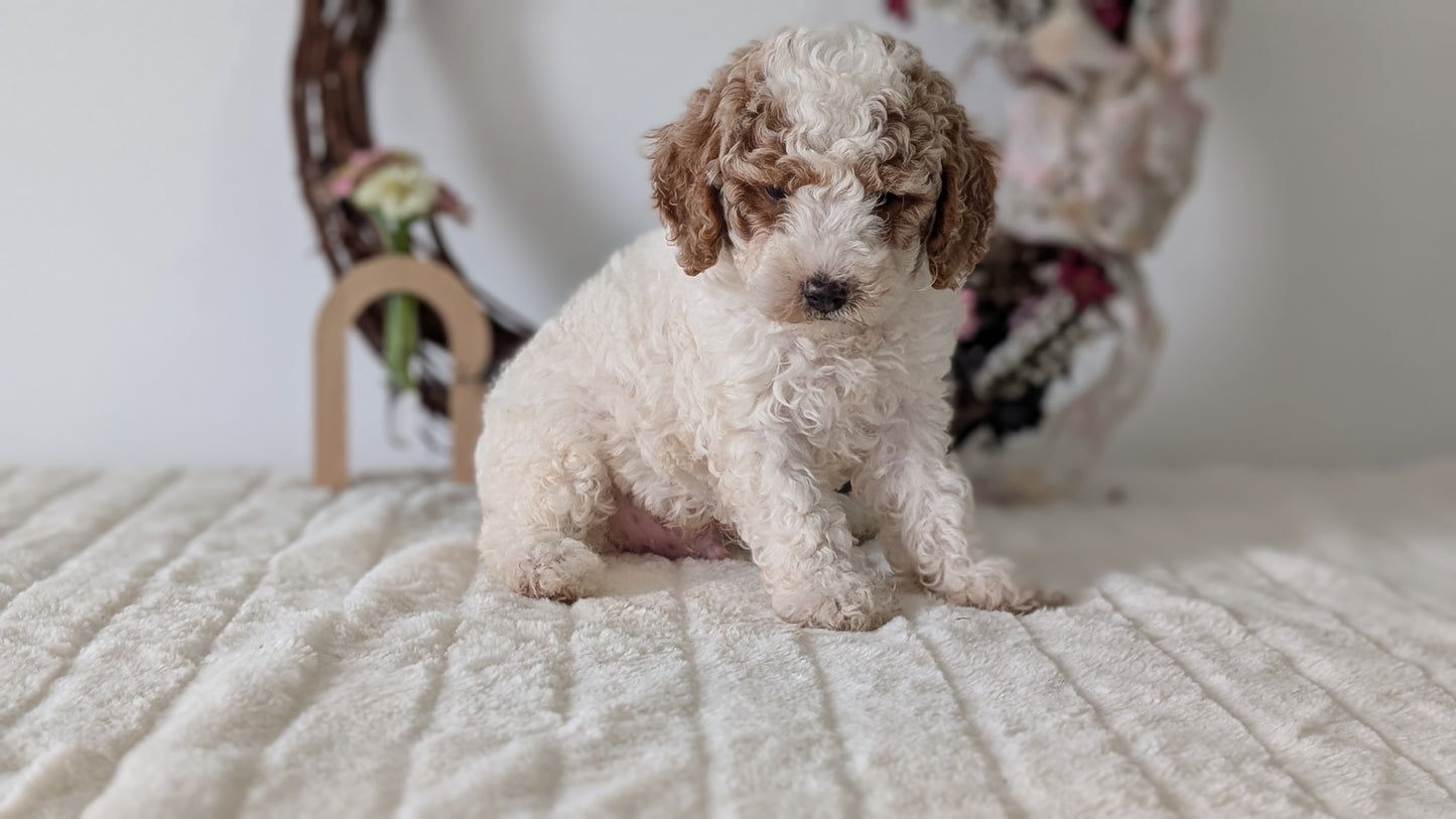 MINI POODLE (JUN 01) MALES