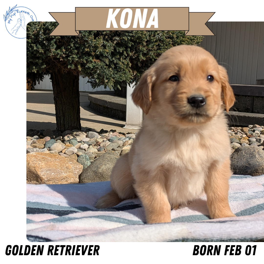 GOLDEN RETRIEVER (02/01) FEMALE